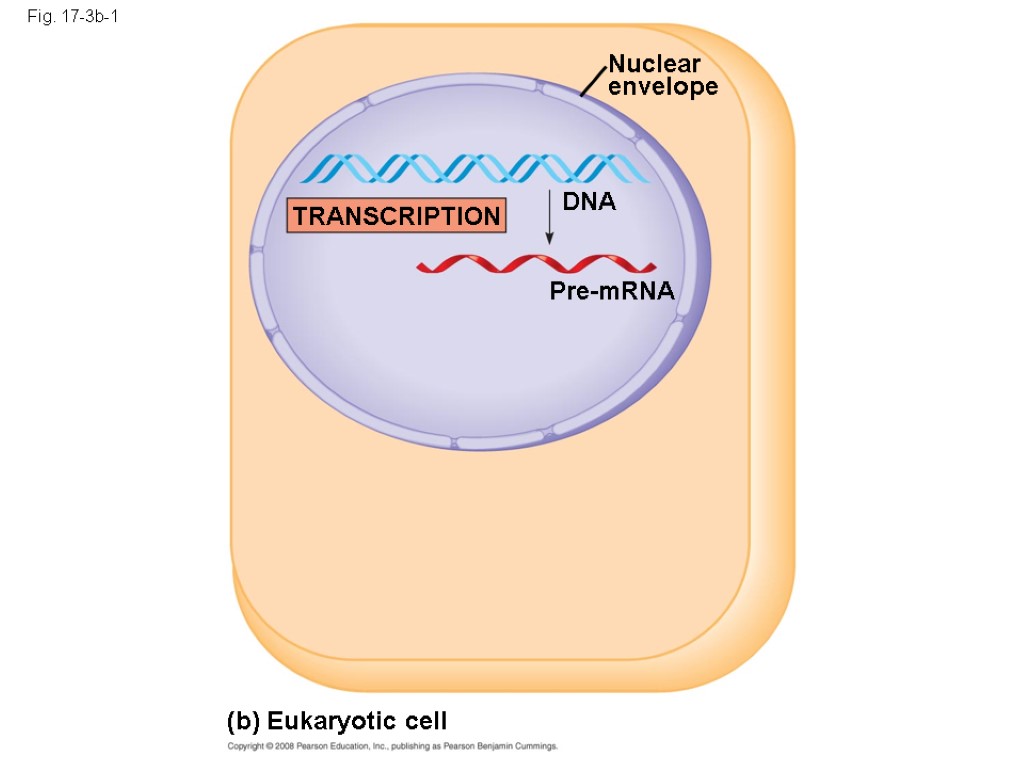 Fig. 17-3b-1 (b) Eukaryotic cell TRANSCRIPTION Nuclear envelope DNA Pre-mRNA